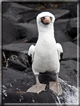 foto Flora e la fauna della Isole Galapagos